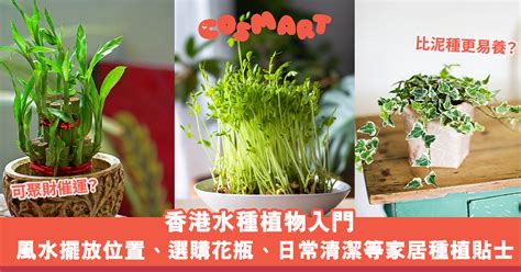 水種植物風水2023|2023最強風水布局！9大方位這樣擺就對了